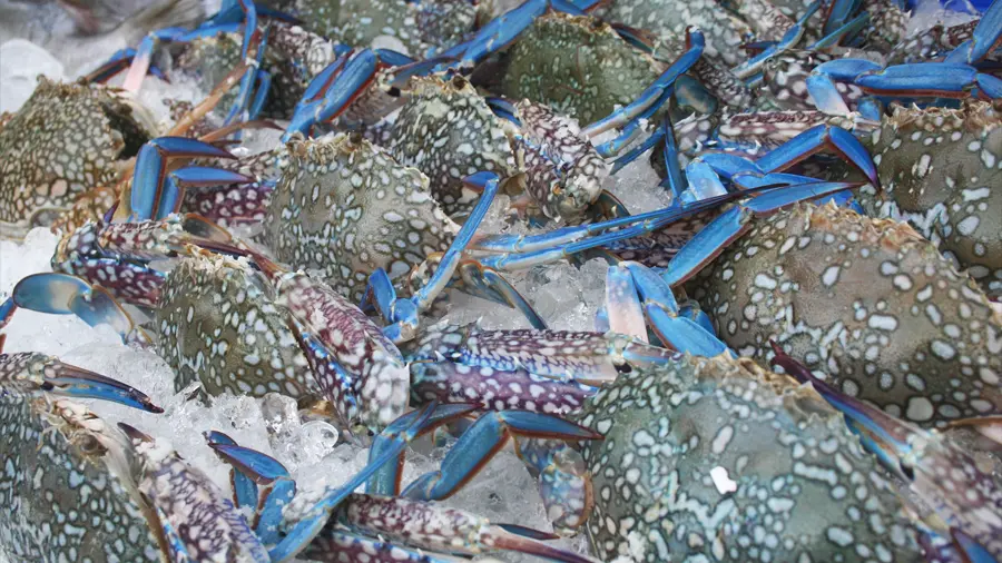 Blue Crabs on Phi Phi Island