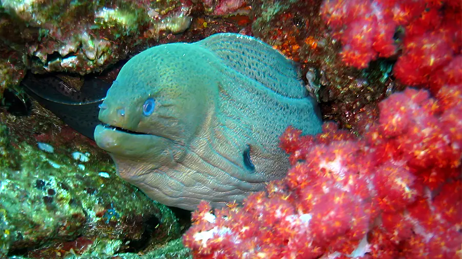 Scuba Diving in Koh Phi Phi