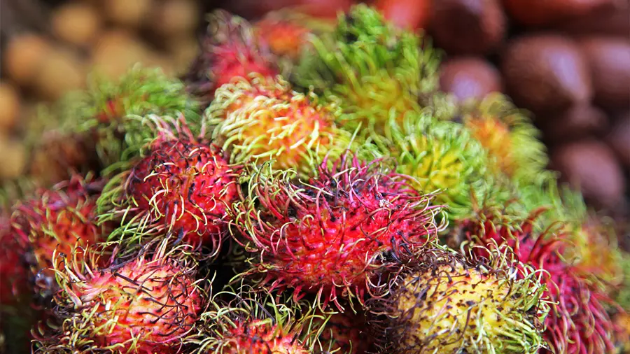 Koh Phi Phi Market, Tonsai Village