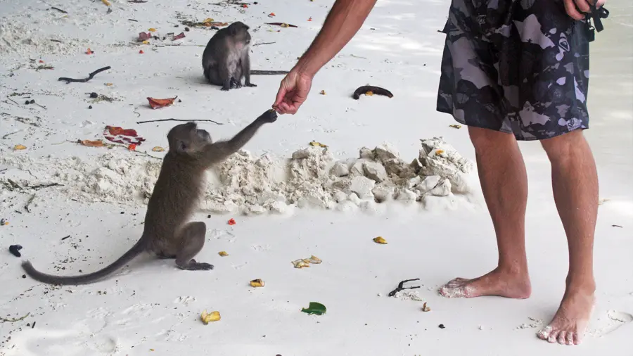 A macaque on Monkey Beach (Phi Phi)