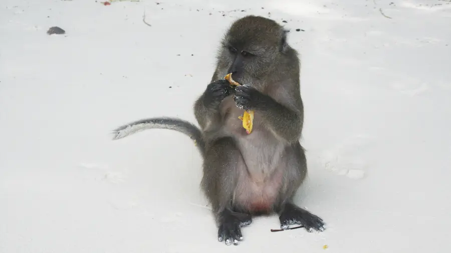 A macaque at Monkey Bay, Phi Phi