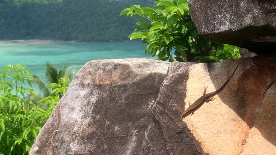 A lizard at Phi Phi Viewpoint