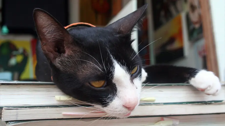 Cat on Phi Phi Island